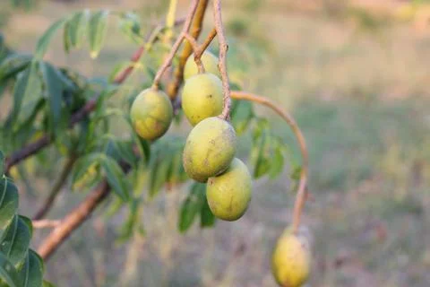 Olive balls Stock Photos
