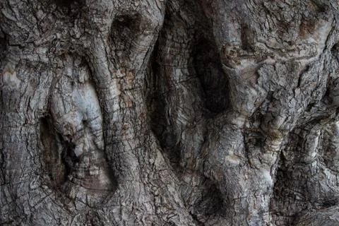 Olive bark Stock Photos