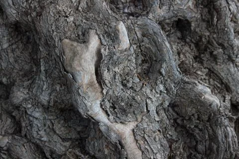 Olive bark Stock Photos