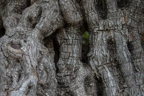 Olive bark Stock Photos