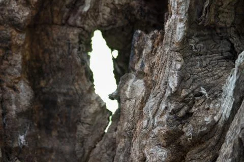 Olive bark Stock Photos