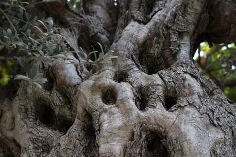 Olive bark Stock Photos