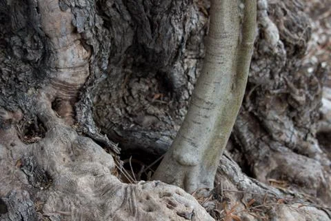 Olive bark Stock Photos