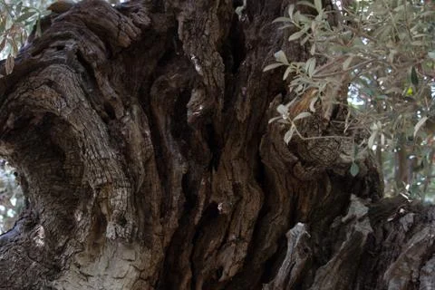 Olive bark Stock Photos