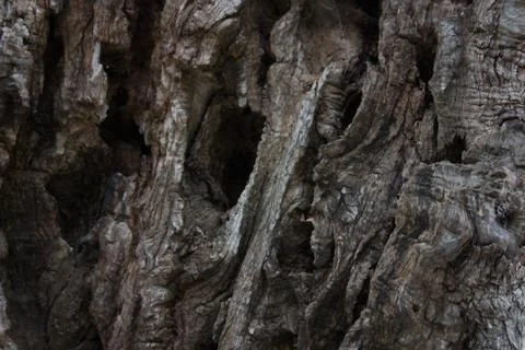 Olive bark Stock Photos