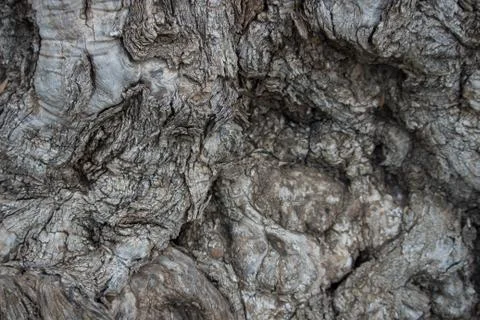 Olive bark Stock Photos