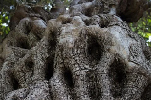 Olive bark Stock Photos