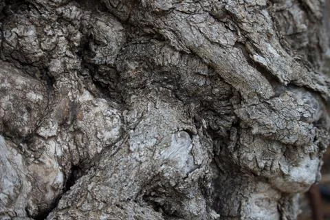 Olive bark Stock Photos