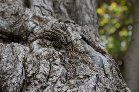 Olive bark Stock Photos