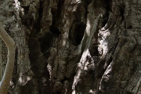 Olive bark Stock Photos