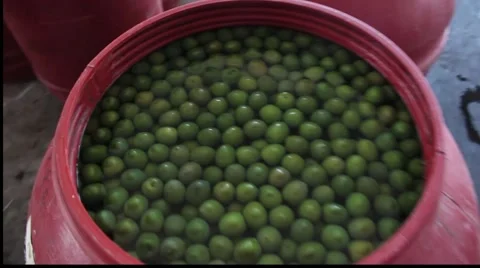 Olive barrel, Sicily Stock Footage 54055484