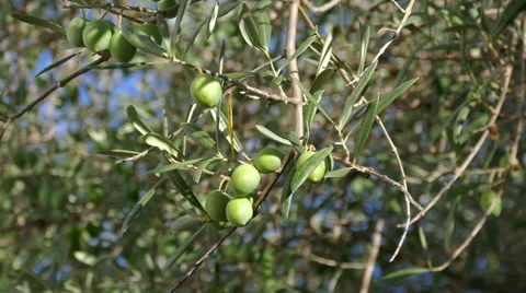 Olive Berries on the Branch Tree Stock Footage 41377281