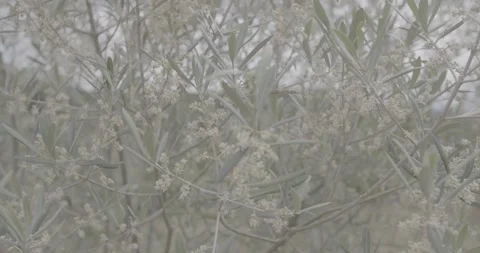 Olive bloom transformation process 스톡 동영상 143966527