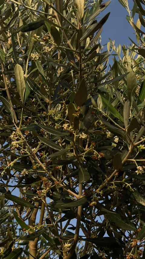 Olive blossoms Stock Footage 333581099