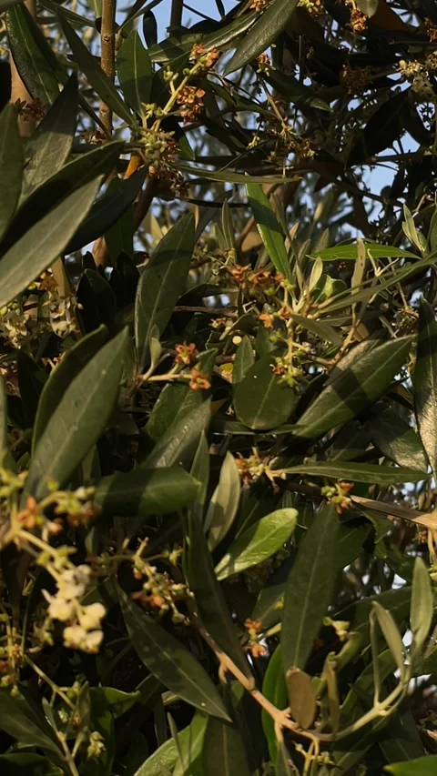 Olive blossoms Stock Footage 333581121