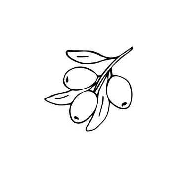 Olive branch 8 Stock Illustration