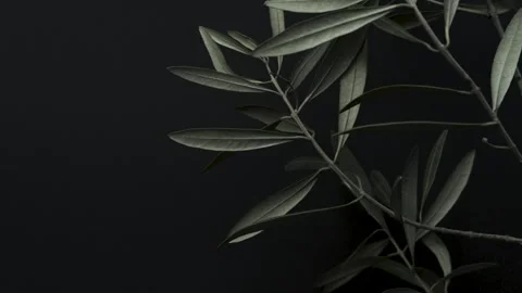 Olive branch aesthetic cold tone on black background 4k 10bit Видео 334129488