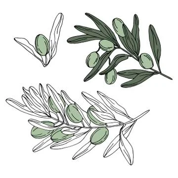 Olive branch and tree set in vector Stock Illustration