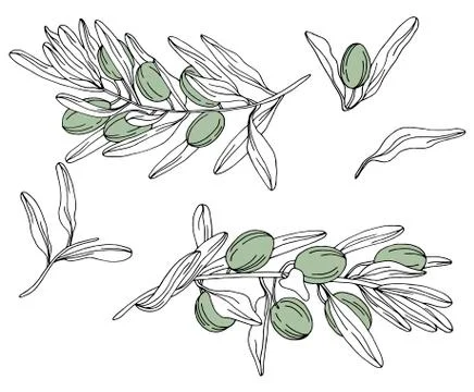 Olive branch and tree set in vector Stock Illustration