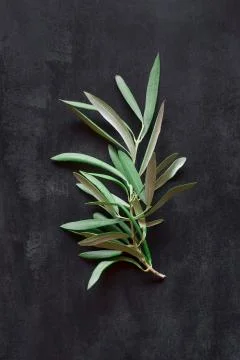 Olive branch on a background Stock Photos