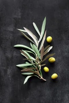Olive branch on a background Stock Photos
