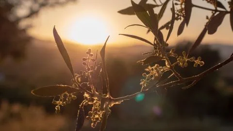 Olive branch backlit by setting sun Stock Photos