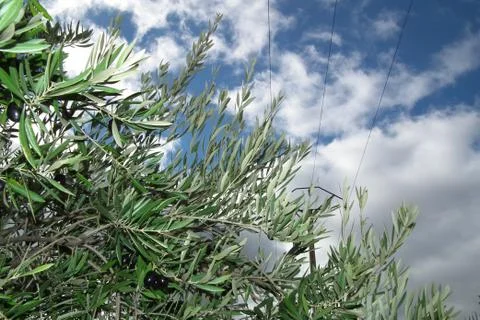 Olive branch with blue sky Stock Photos