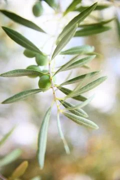 Olive branch close-up Stock Photos