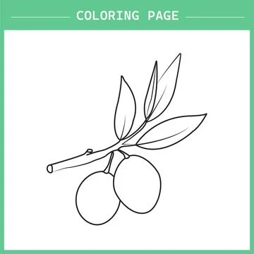 Olive Branch Coloring Book Vector イラスト素材
