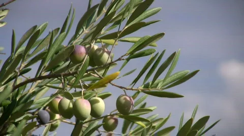 Olive branch Vidéo 533814