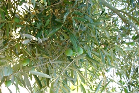 Olive branch. Stock Footage 8760138