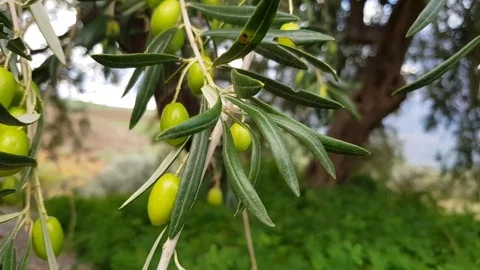 Olive branch Stock Footage 82472397
