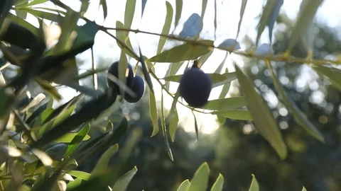 Olive branch Stock Footage