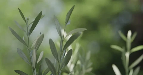 Olive branch Video stock 134180256