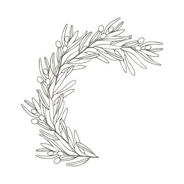 Olive branch in the form of a semicircle. Vector composition. A hand-drawn .. Stock Illustration