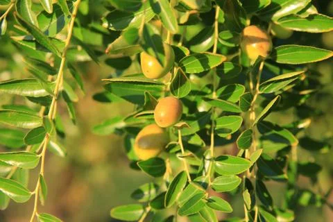 Olive branch fresh Stock Photos