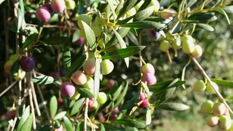 Olive branch full of olives of different colors. Stock Footage 291442808