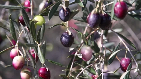 Olive branch full of olives Stock Footage 57300455