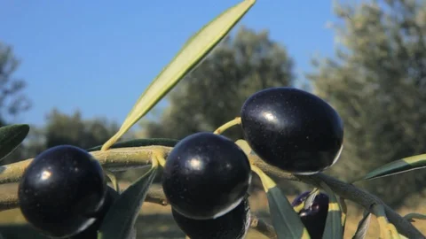Olive Branch Full of Ripe Fruit Stock Footage 104890402