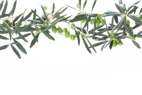 Olive branch with green olives isolated on white background. Olive branches h 写真素材