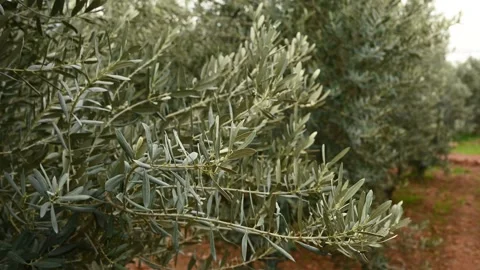 Olive branch growing in an olive tree orchard Vídeo Stock 312897052