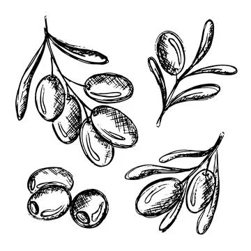 Olive branch. Hand drawn flowers or leaves. Mediterranean flora. Agriculture Stock Illustration