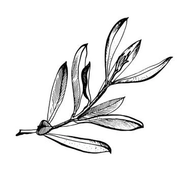 Olive branch is hand-drawn. Sketch of olive branch on white background Stock Illustration