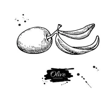 Olive branch. Hand drawn vector illustration. Isolated drawing on white backg Stock Illustration