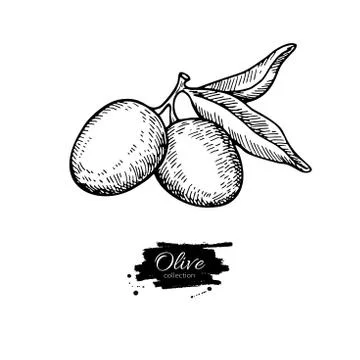 Olive branch. Hand drawn vector illustration. Isolated drawing on white backg Stock Illustration