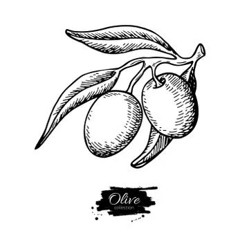 Olive branch. Hand drawn vector illustration. Isolated drawing on white backg Stock Illustration