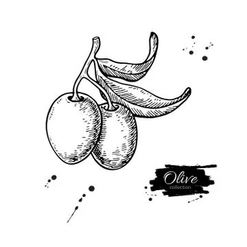 Olive branch. Hand drawn vector illustration. Isolated drawing on white backg Stock Illustration