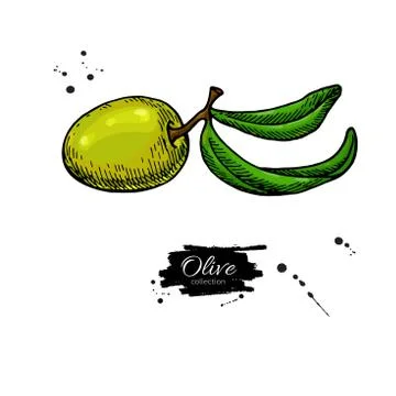 Olive branch. Hand drawn vector illustration. Isolated drawing on white backg Stock Illustration