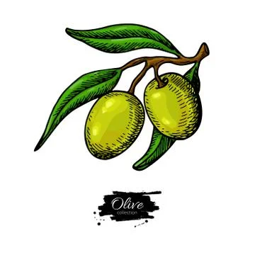 Olive branch. Hand drawn vector illustration. Isolated drawing on white backg Stock Illustration