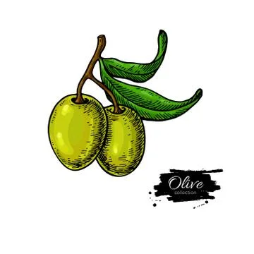 Olive branch. Hand drawn vector illustration. Isolated drawing on white backg Stock Illustration